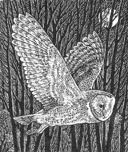 Barn Owl - Sue Scullard - Watergate Contemporary