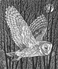 Barn Owl - Sue Scullard - Watergate Contemporary