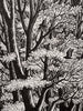 Tall Trees by Sue Scullard - Sue Scullard - Watergate Contemporary