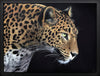 Yala by Martin Robson - Martin Robson - Watergate Contemporary